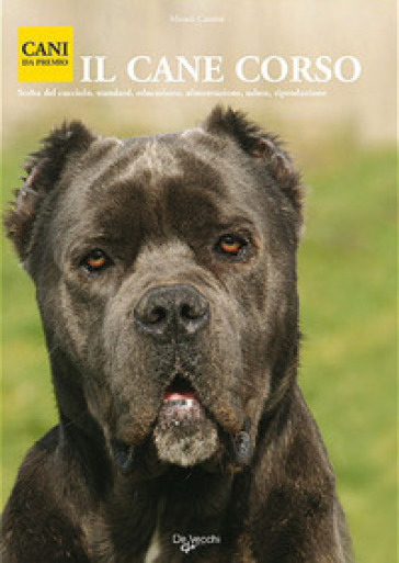 Cane corso