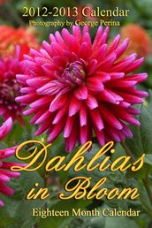 Dahlias In Bloom