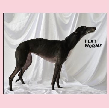 Flat worms - FLAT WORMS