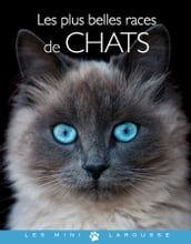 Les plus belles races de chats