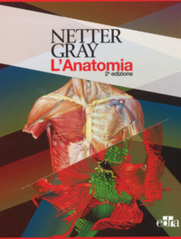 Netter Gray. L'anatomia. La chiarezza e il fascino dell'anatomia: Anatomia del Gray. Le basi anatomiche per la pratica clinica-Atlante di anatomia umana - Frank H. Netter - Susan Standring