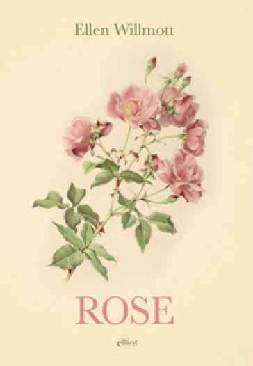 Rose - Ellen Wilmott
