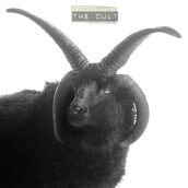 The cult (vinyl white ivory)