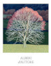 Alberi d autore. Ediz. a colori