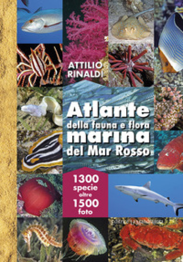 Atlante della fauna e flora marina del Mar Rosso. Ediz. illustrata - Attilio Rinaldi