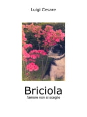 Briciola