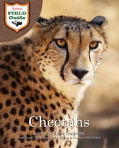 Cheetahs