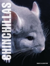 Your Chinchilla