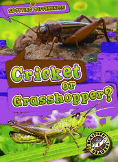 Cricket or Grasshopper?