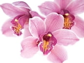 I DIVERSI APPARECCHI COL MEZZO DEI QUALI LE ORCHIDEE VENGONO FECONDATE DAGLI INSETTI