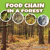 Food Chain In a Forest