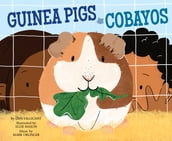 Guinea Pigs / Cobayos