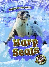 Harp Seals