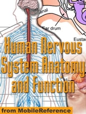 Human Nervous System Anatomy And Function Study Guide (Mobi Medical)