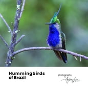 Hummingbirds of Brazil