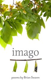 Imago