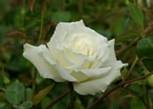 La Rose des sables