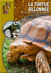 La tortue sillonnée