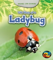 Life Story of a Ladybug