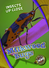 Milkweed Bugs