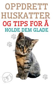 Oppdrett huskatter og tips for a holde dem glade