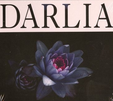 Petals - DARLIA