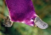 Purple Platypus In: The Wizard of Oz