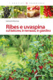 Ribes e uvaspina sul balcone, in terrazzo, in giardino