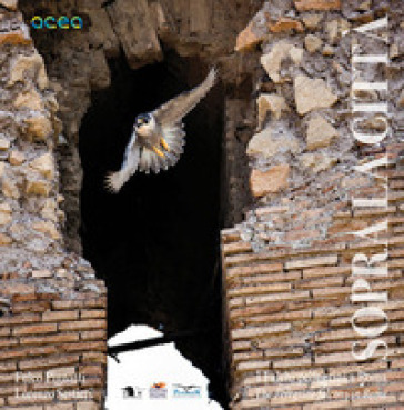 Sopra la città. I falchi pellegrini a Roma-The peregrine falcons in Rome. Ediz. bilingue - Fulco Pignatti - Lorenzo Sestieri