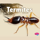 Termites