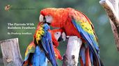 The Parrots With Rainbow Feathers
