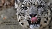 The Silly Snow Leopards