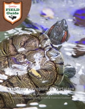 Turtles Terrapins & Tortoises
