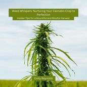 Weed Whispers: Nurturing Your Cannabis Crop to Perfection